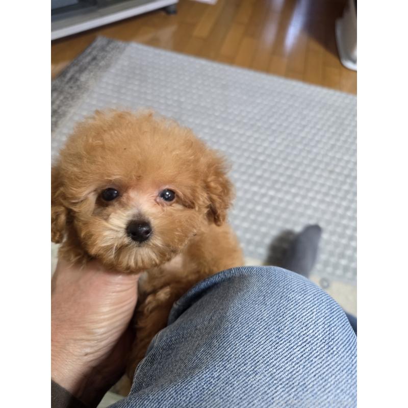 販売中の埼玉県のティーカッププードル-431056の12枚目