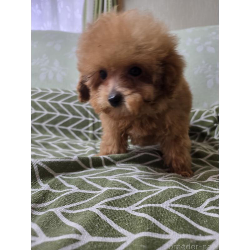 販売中の埼玉県のティーカッププードル-431056の11枚目