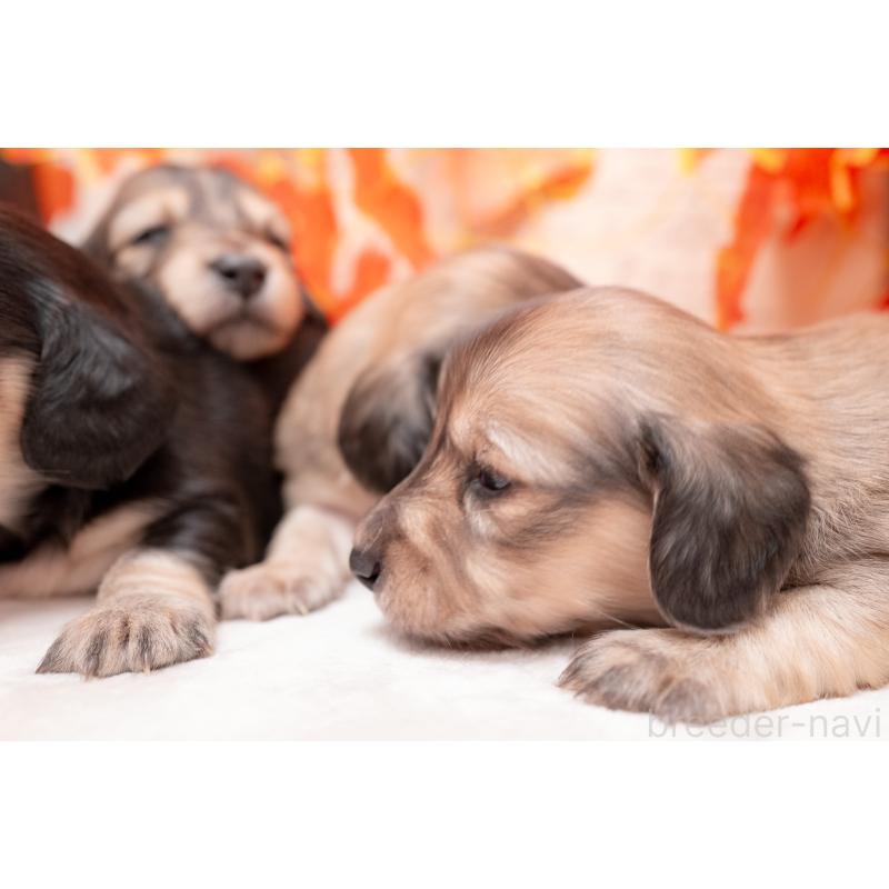 販売中の静岡県のカニンヘンダックスフンド(ロングヘアード)-424549の13枚目