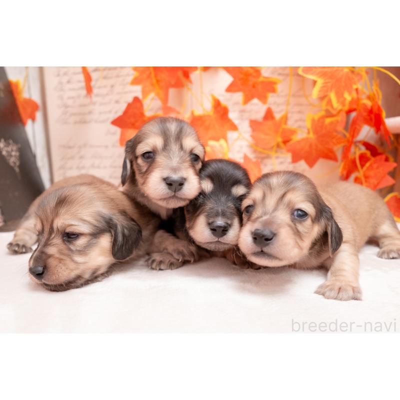 販売中の静岡県のカニンヘンダックスフンド(ロングヘアード)-424549の11枚目