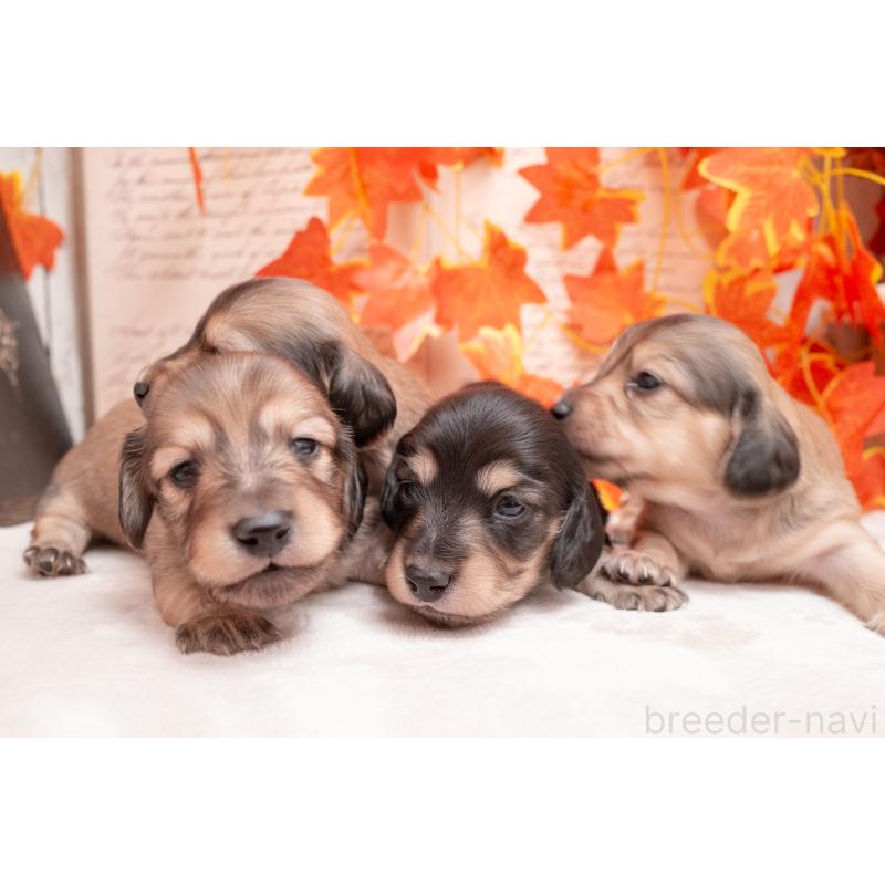 販売中の静岡県のカニンヘンダックスフンド(ロングヘアード)-424549の9枚目