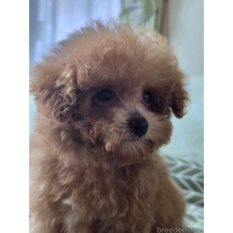 販売中の埼玉県のティーカッププードル-431056の10枚目