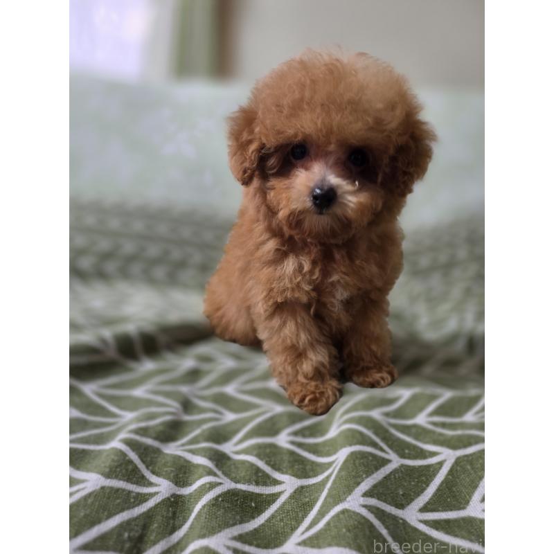 販売中の埼玉県のティーカッププードル-431056の9枚目