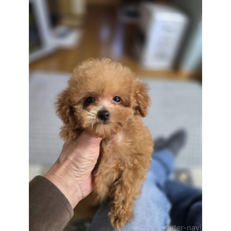 販売中の埼玉県のティーカッププードル-431056の7枚目