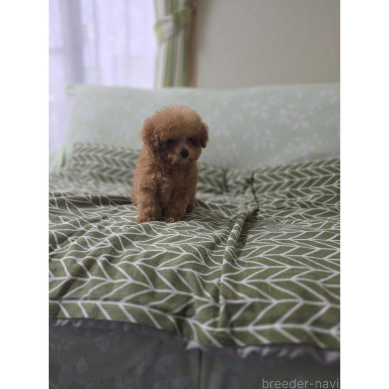 販売中の埼玉県のティーカッププードル-431056の6枚目