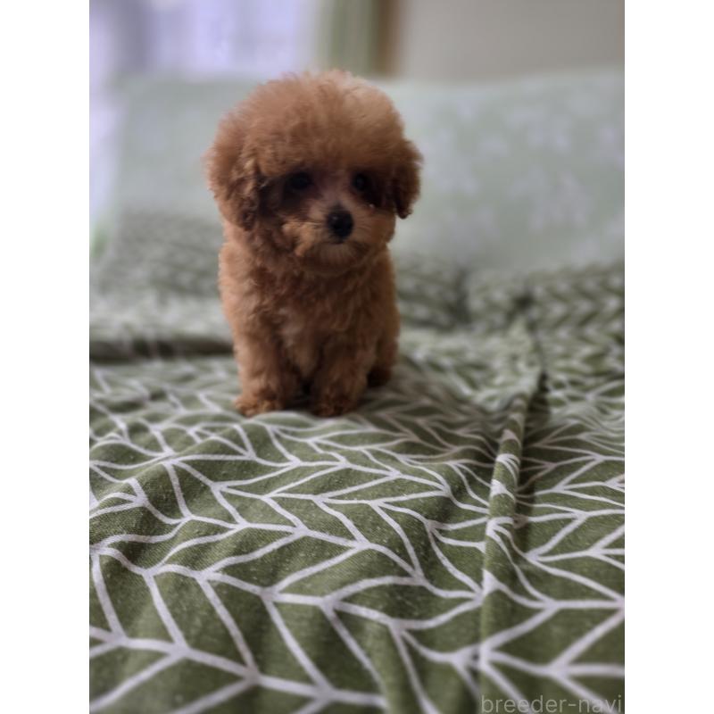 販売中の埼玉県のティーカッププードル-431056の3枚目