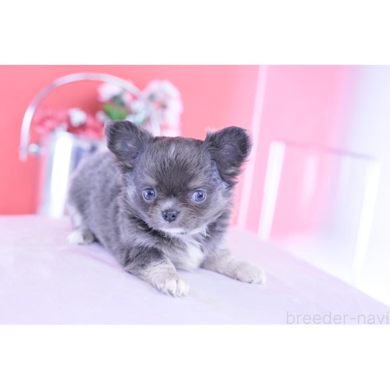 成約済の愛知県のチワワ(ロングコート)-426219の13枚目