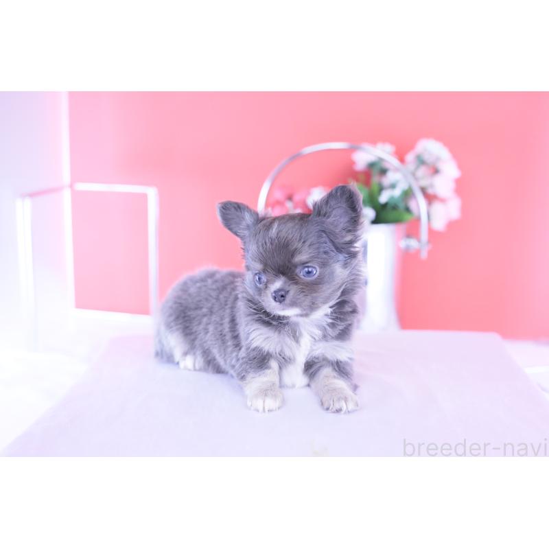 成約済の愛知県のチワワ(ロングコート)-426219の8枚目