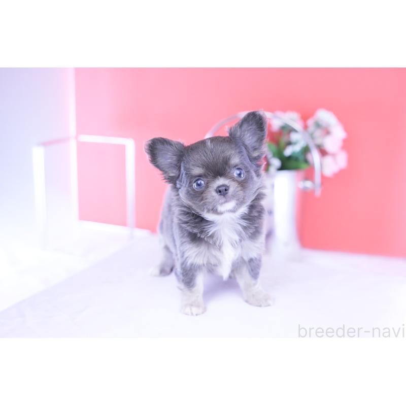 成約済の愛知県のチワワ(ロングコート)-426219の7枚目