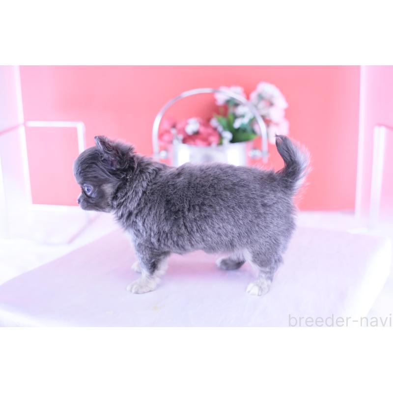 成約済の愛知県のチワワ(ロングコート)-426219の5枚目