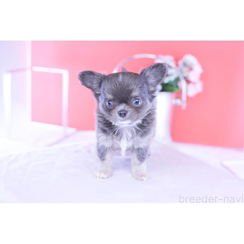 成約済の愛知県のチワワ(ロングコート)-426219の4枚目