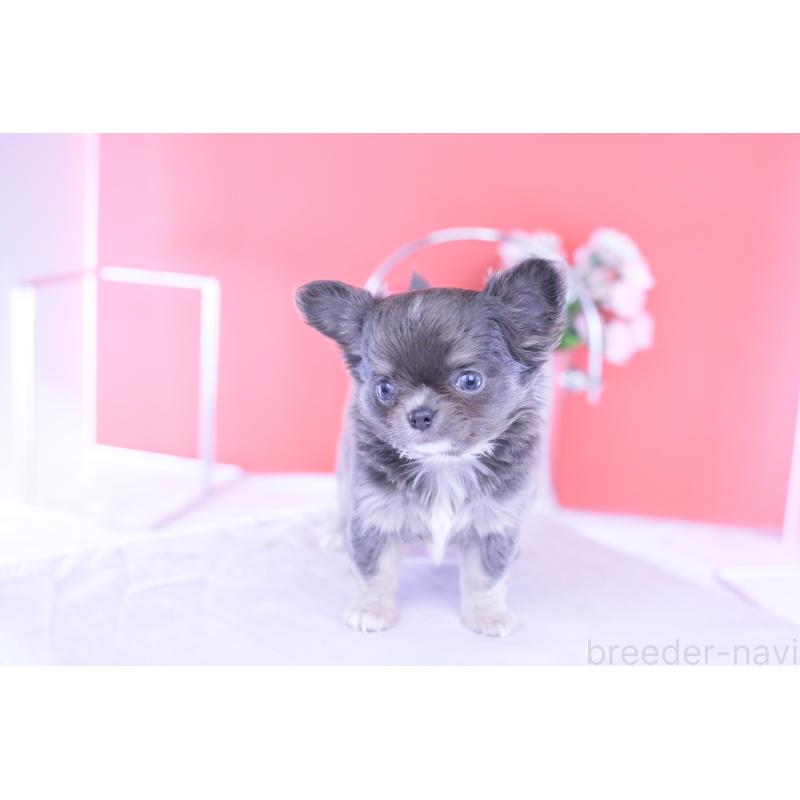 成約済の愛知県のチワワ(ロングコート)-426219の3枚目