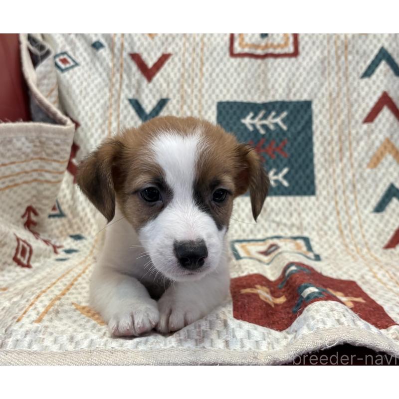 成約済の京都府のジャックラッセルテリア-426559の4枚目