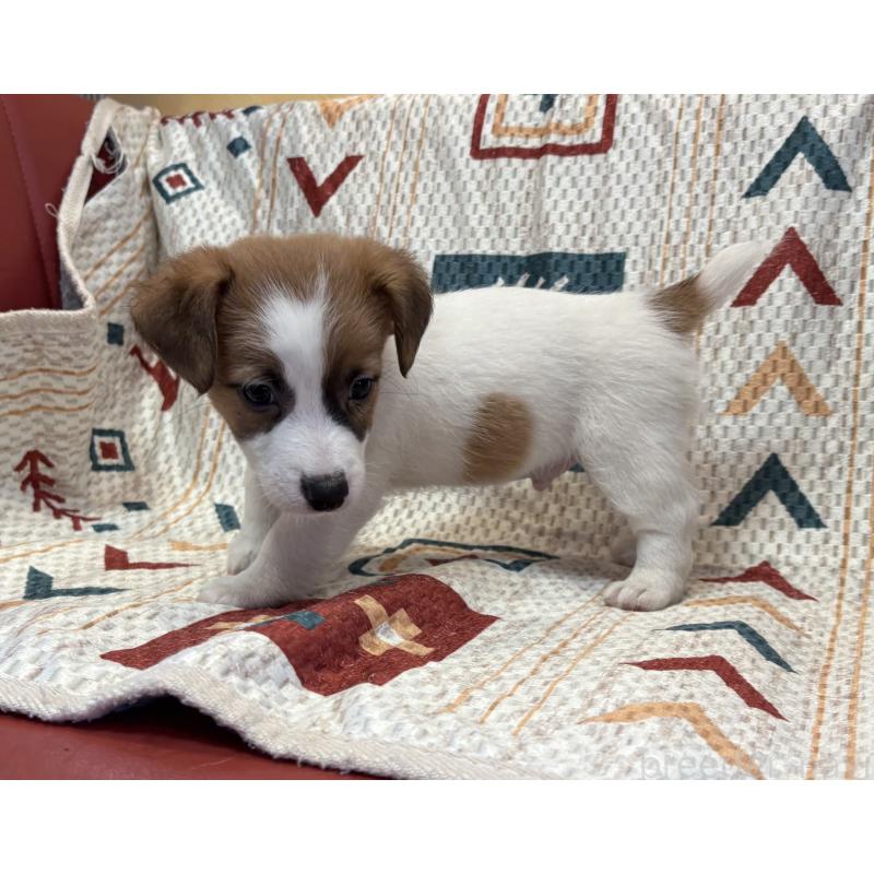 成約済の京都府のジャックラッセルテリア-426559の2枚目