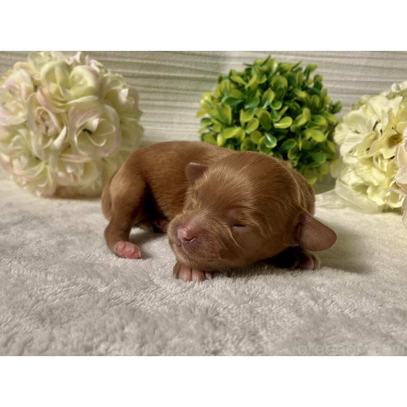 販売中の福岡県のキャバプー:キャバリア×トイプードル-431058の9枚目