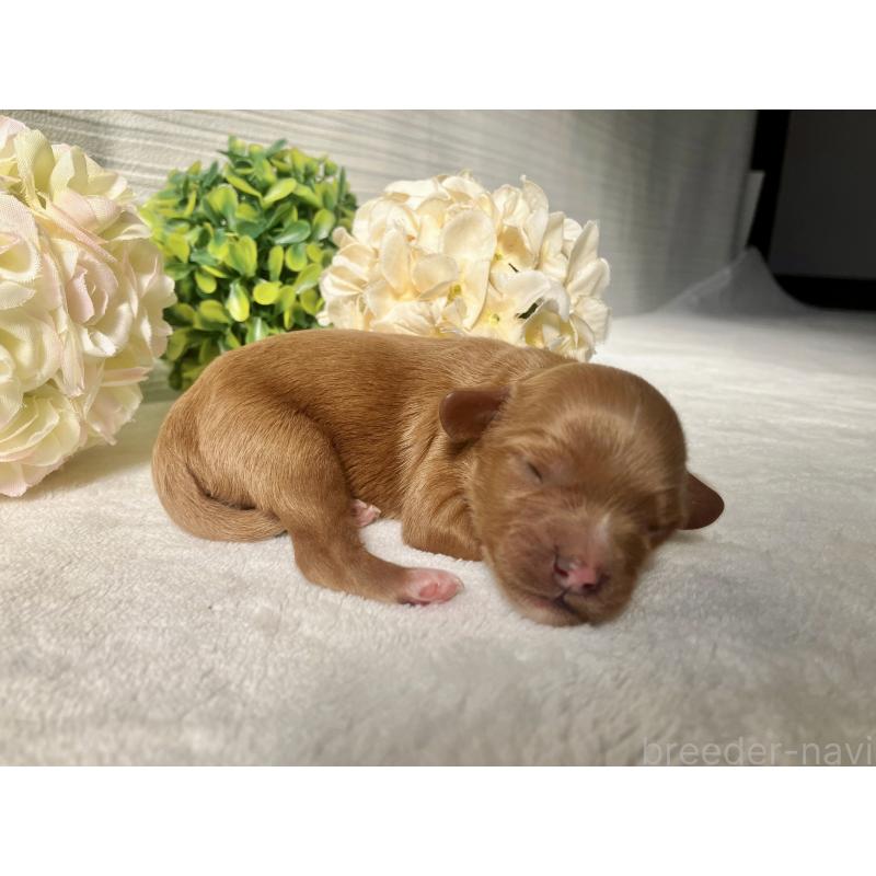 販売中の福岡県のキャバプー:キャバリア×トイプードル-431058の8枚目