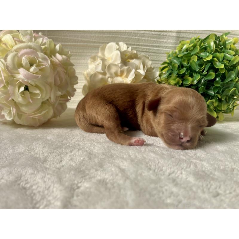 販売中の福岡県のキャバプー:キャバリア×トイプードル-431058の7枚目