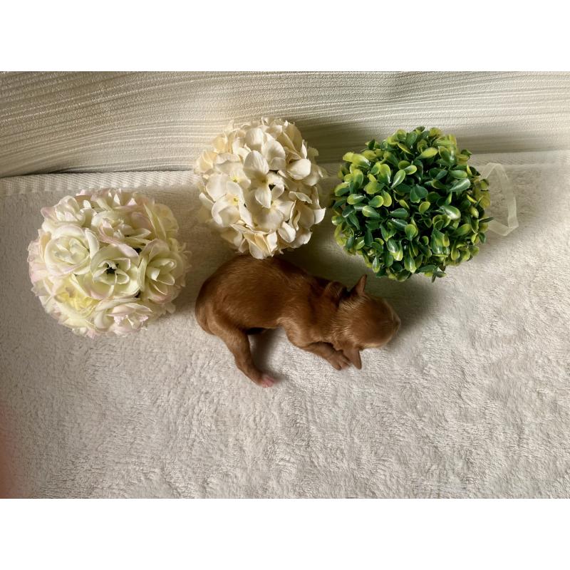 販売中の福岡県のキャバプー:キャバリア×トイプードル-431058の6枚目