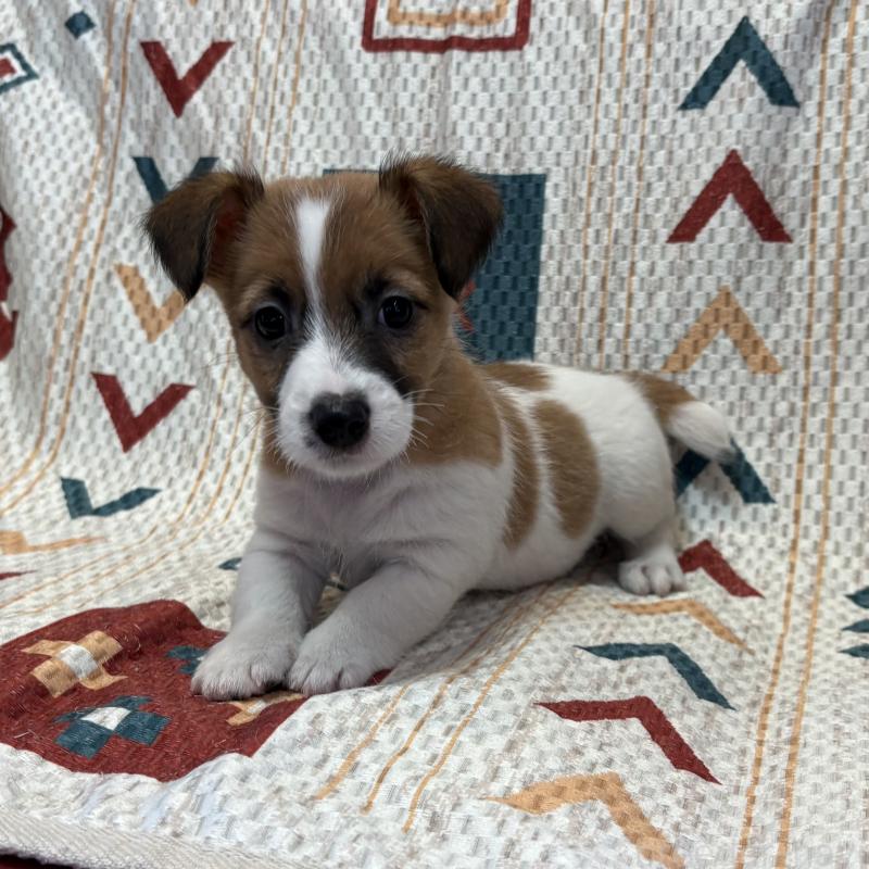 成約済の京都府のジャックラッセルテリア-426560の4枚目