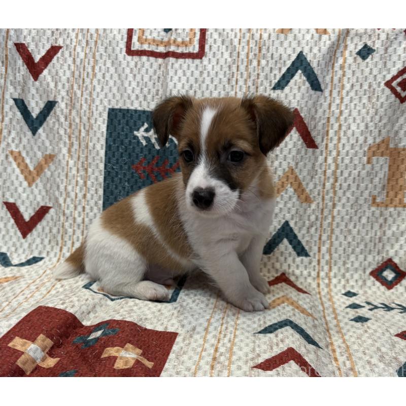 成約済の京都府のジャックラッセルテリア-426560の3枚目