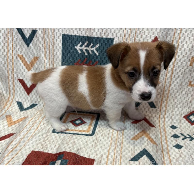 成約済の京都府のジャックラッセルテリア-426560の2枚目