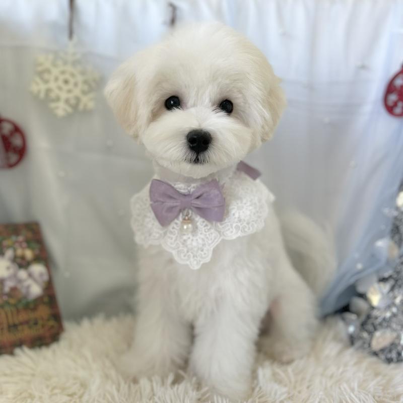 販売中の愛知県のミックス犬-416165の4枚目