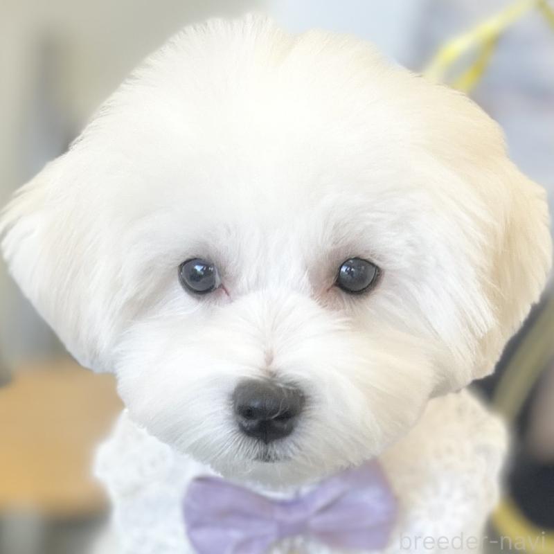 販売中の愛知県のミックス犬-416165の3枚目