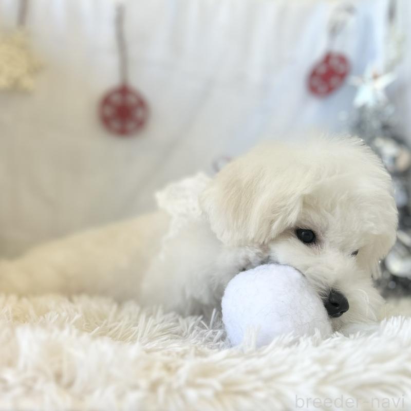 販売中の愛知県のミックス犬-416165の2枚目