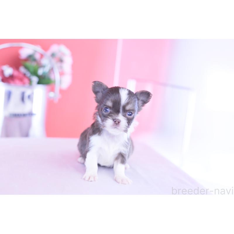 販売中の愛知県のチワワ(ロングコート)-431059の12枚目