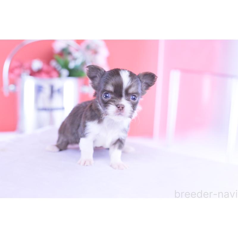 販売中の愛知県のチワワ(ロングコート)-431059の8枚目