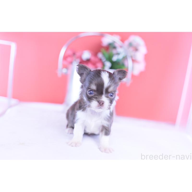 販売中の愛知県のチワワ(ロングコート)-431059の5枚目