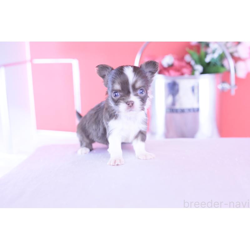 販売中の愛知県のチワワ(ロングコート)-431059の4枚目