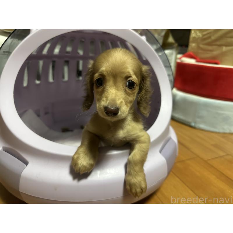 成約済の熊本県のミニチュアダックスフンド(ロングヘアード)-430529の3枚目