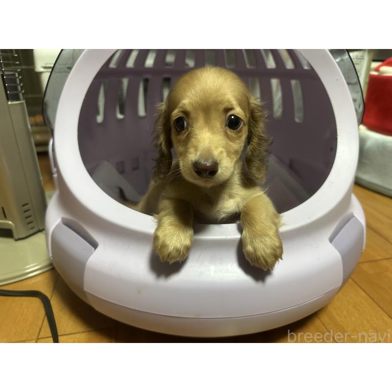 成約済の熊本県のミニチュアダックスフンド(ロングヘアード)-430529の2枚目