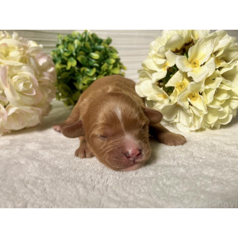 販売中の福岡県のキャバプー:キャバリア×トイプードル-431060の6枚目