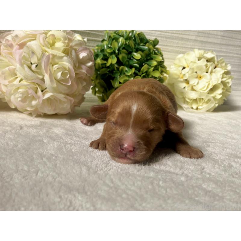 販売中の福岡県のキャバプー:キャバリア×トイプードル-431060の5枚目