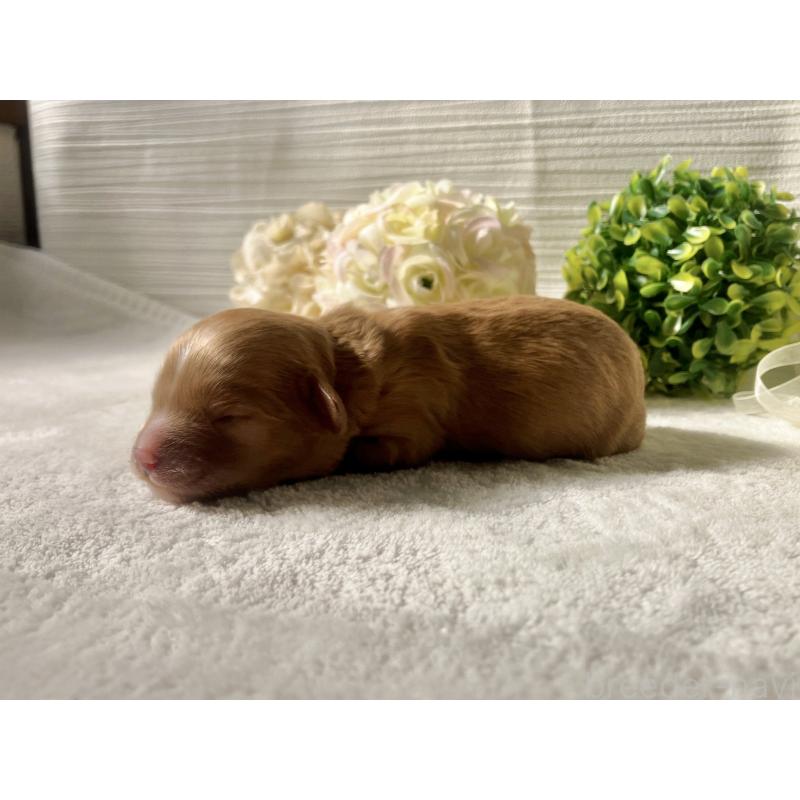 販売中の福岡県のキャバプー:キャバリア×トイプードル-431060の4枚目