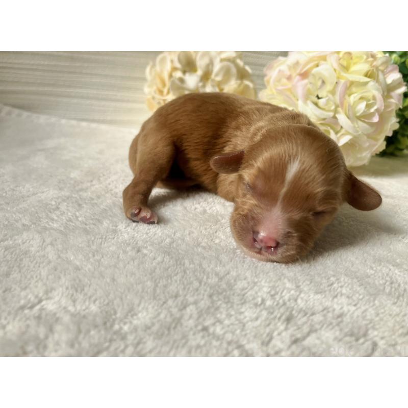 販売中の福岡県のキャバプー:キャバリア×トイプードル-431060の3枚目