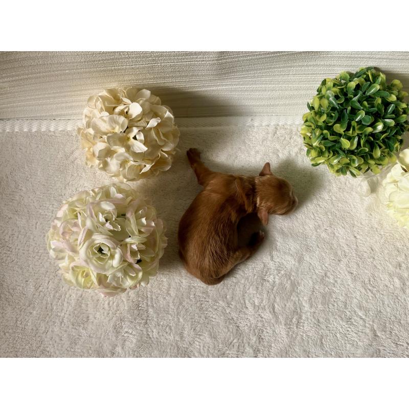 販売中の福岡県のキャバプー:キャバリア×トイプードル-431060の2枚目