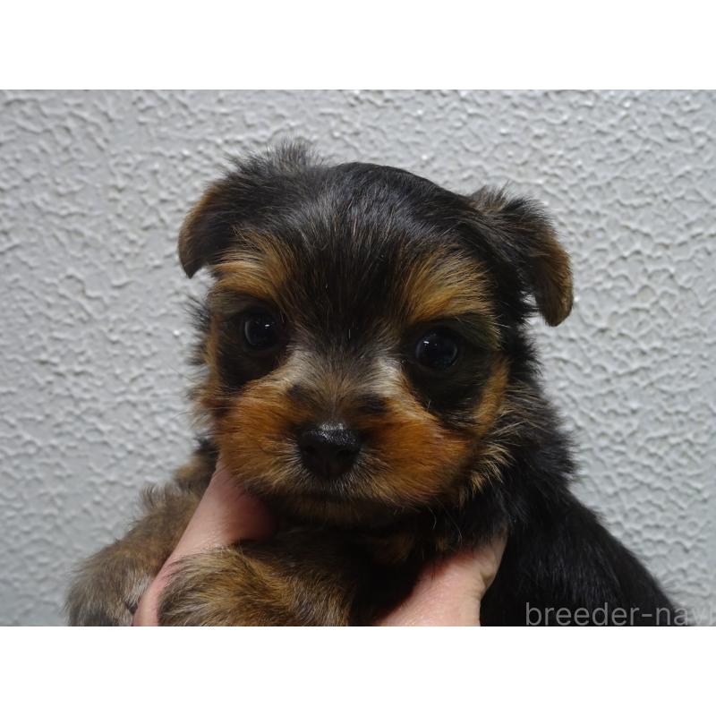 販売中の大阪府のヨークシャーテリア-431061の3枚目