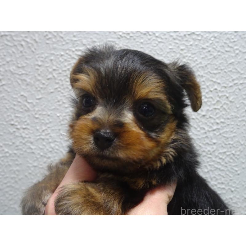 販売中の大阪府のヨークシャーテリア-431061の2枚目