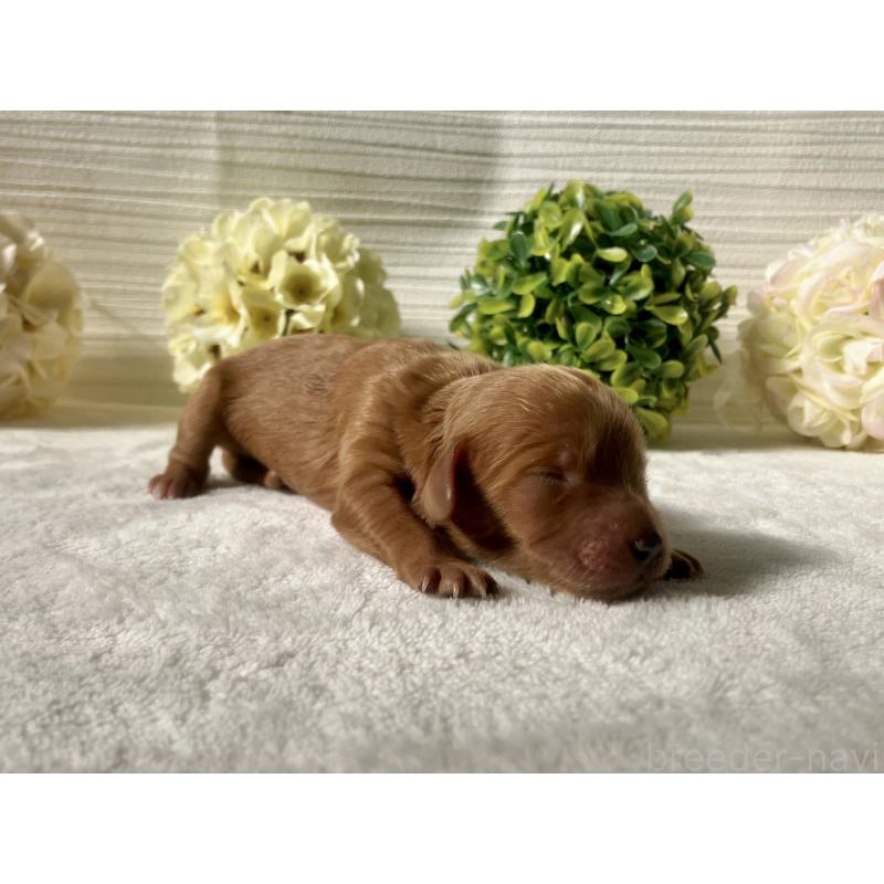 販売中の福岡県のキャバプー:キャバリア×トイプードル-431063の6枚目