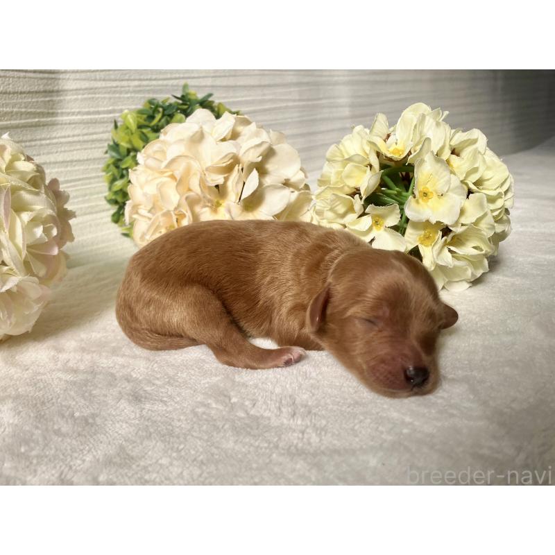 販売中の福岡県のキャバプー:キャバリア×トイプードル-431063の5枚目