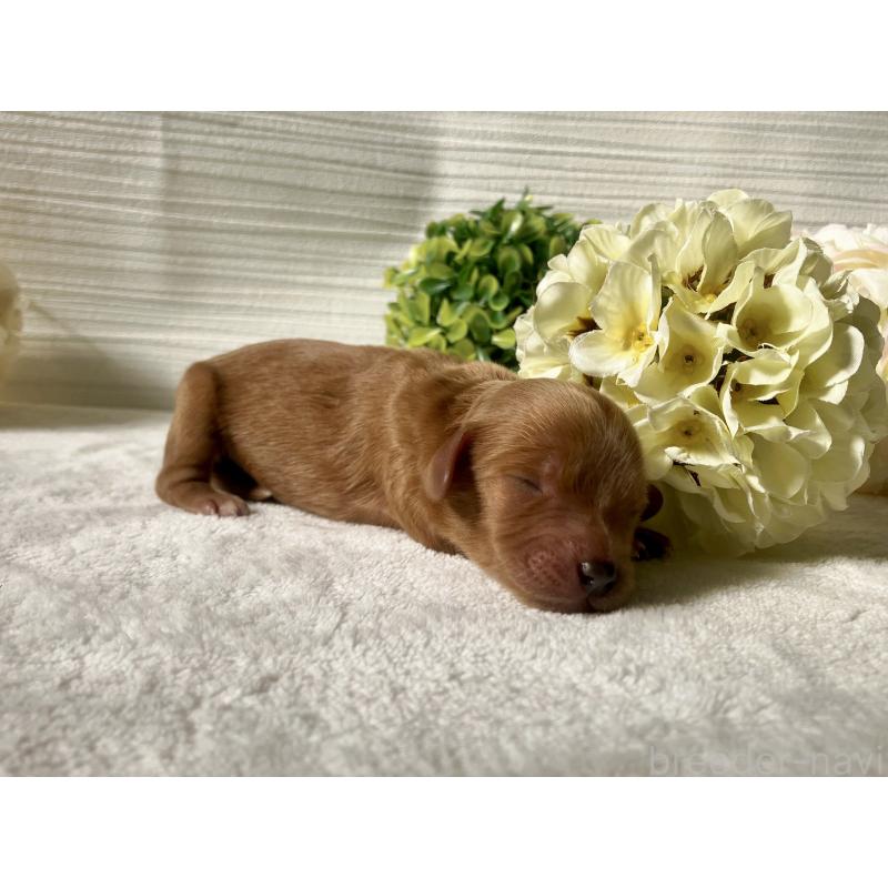 販売中の福岡県のキャバプー:キャバリア×トイプードル-431063の4枚目