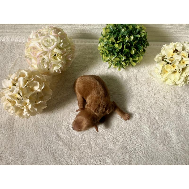 販売中の福岡県のキャバプー:キャバリア×トイプードル-431063の3枚目