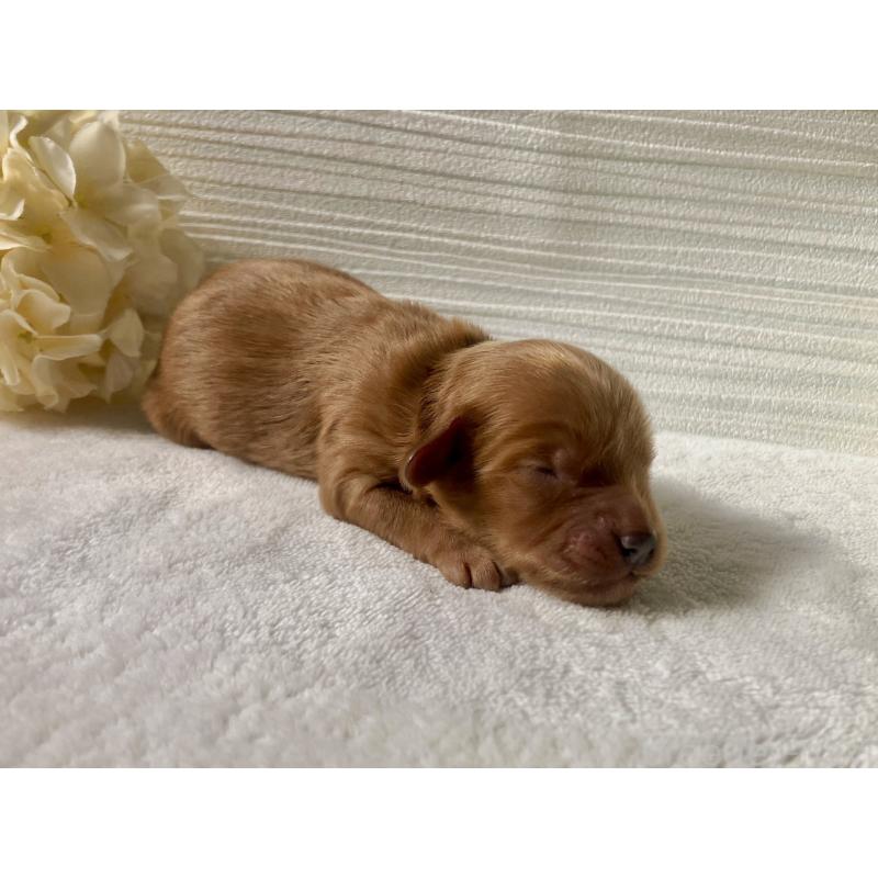 販売中の福岡県のキャバプー:キャバリア×トイプードル-431065の10枚目