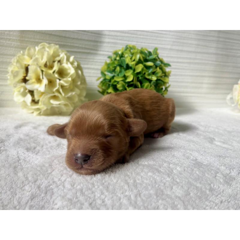 販売中の福岡県のキャバプー:キャバリア×トイプードル-431065の9枚目