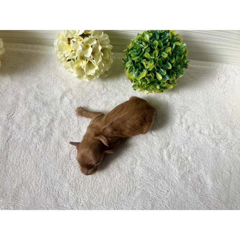 販売中の福岡県のキャバプー:キャバリア×トイプードル-431065の8枚目