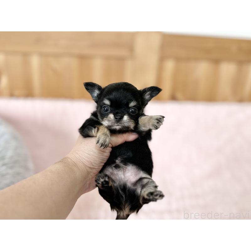 販売中の京都府のチワワ(ロングコート)-431068の5枚目