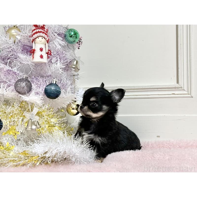 販売中の京都府のチワワ(ロングコート)-431068の4枚目